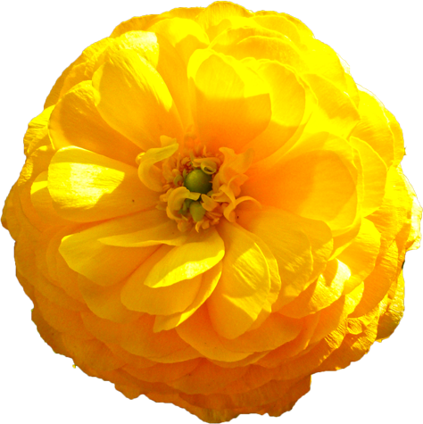 ラナンキュラスの花の切抜き（黄）画像1