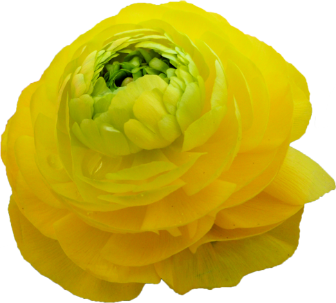 ラナンキュラスの花の切抜き（黄）画像2