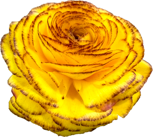 ラナンキュラスの花の切抜き（黄）画像3
