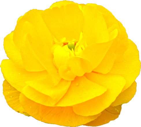 ラナンキュラスの花の切抜き（黄）画像4