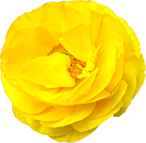 ラナンキュラスの花の切抜き（黄）画像5