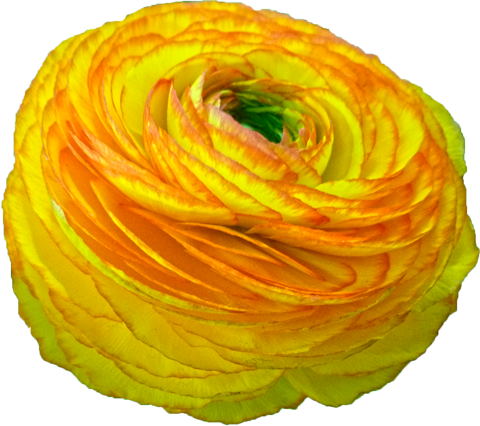 ラナンキュラスの花の切抜き（黄）画像6