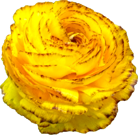 ラナンキュラスの花の切抜き（黄）画像7