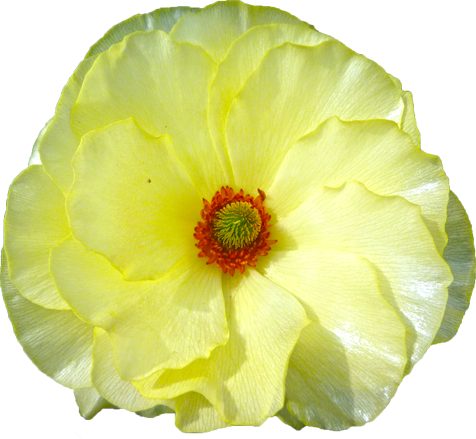 ラナンキュラスの花の切抜き（黄）画像8