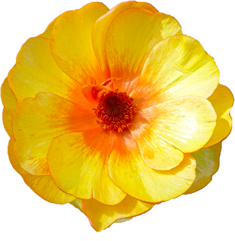 ラナンキュラスの花の切抜き（黄）画像9