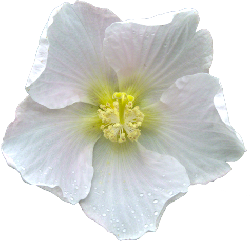 サキシマフヨウの花の切抜き画像1