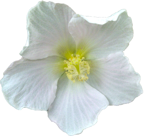 サキシマフヨウの花の切抜き画像2