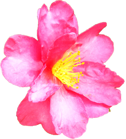 サザンカの花の切抜き（ピンク）画像1