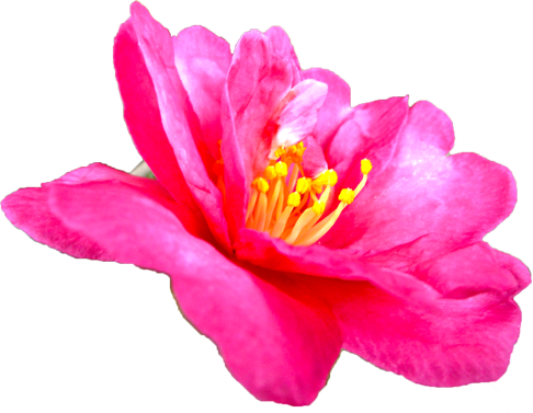 サザンカの花の切抜き（ピンク）画像2