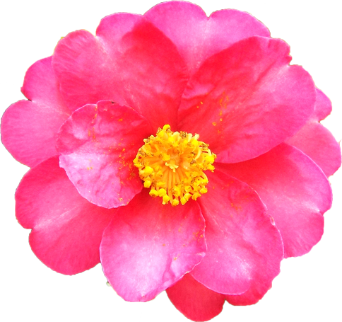 サザンカの花の切抜き（ピンク）画像3