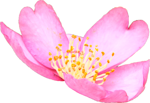サザンカの花の切抜き（ピンク）画像4