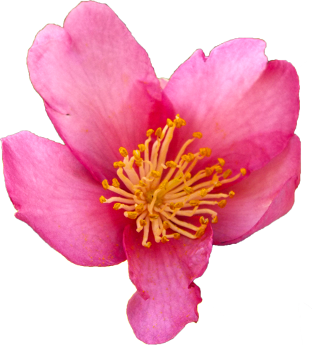 サザンカの花の切抜き（ピンク）画像5