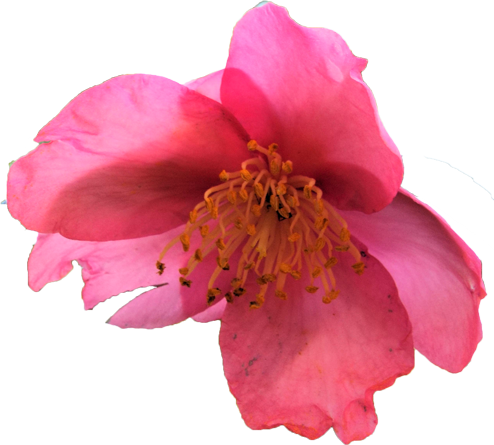 サザンカの花の切抜き（ピンク）画像6