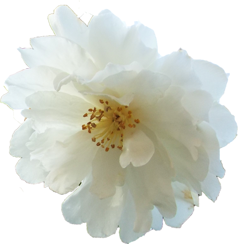 サザンカの花の切抜き（白）画像1