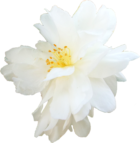 サザンカの花の切抜き（白）画像5