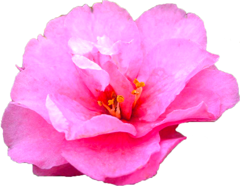 シシガシラの花の切抜き画像2