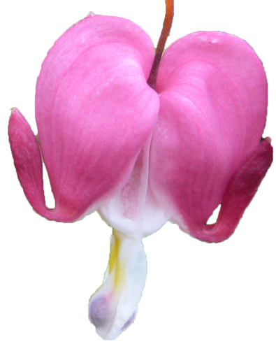 タイツリソウの花の切抜き画像1