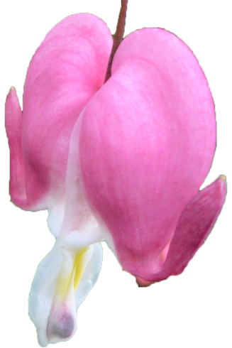 タイツリソウの花の切抜き画像2