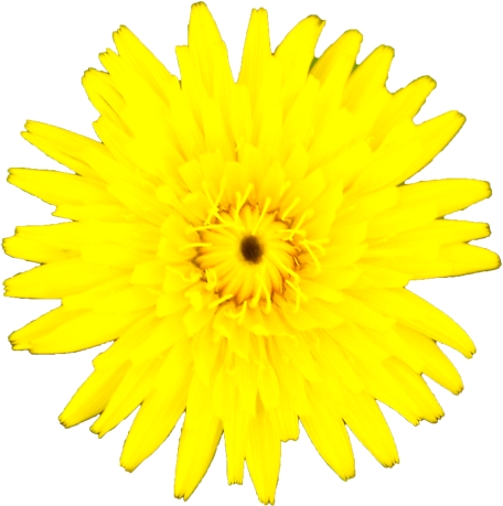 タンポポの花の切抜き画像1