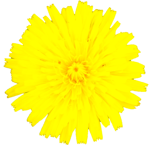 タンポポの花の切抜き画像2