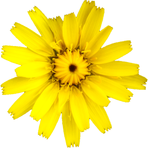 タンポポの花の切抜き画像3