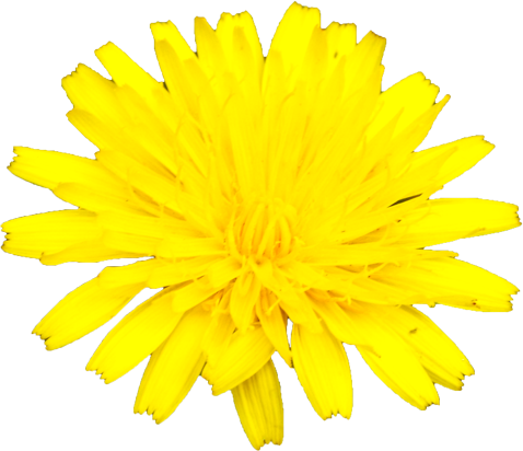 タンポポの花の切抜き画像4