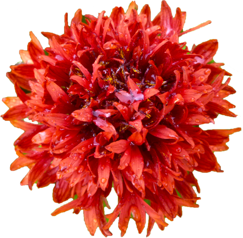 テンニンギクの花の切抜き画像1