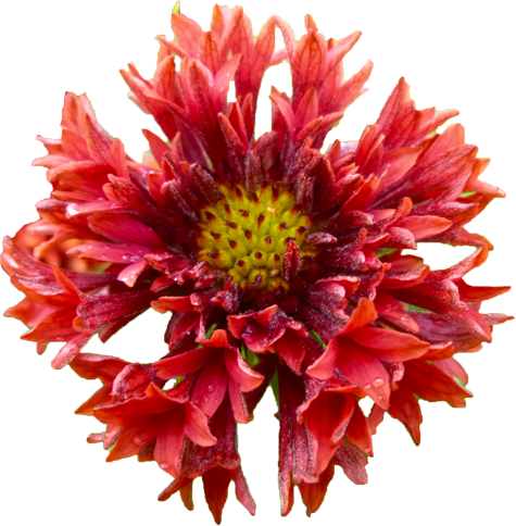 テンニンギクの花の切抜き画像2