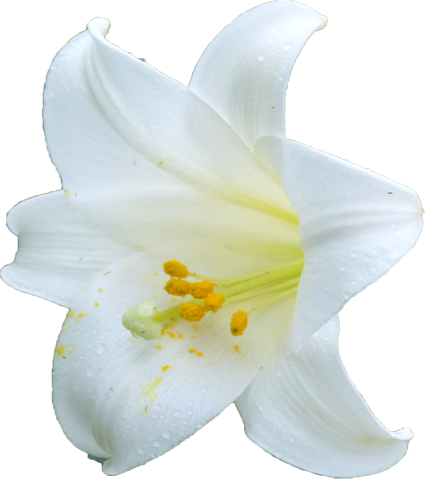 テッポウユリの花の切抜き画像1