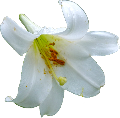 テッポウユリの花の切抜き画像2