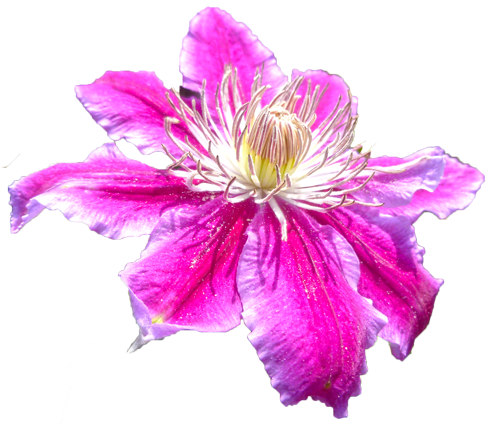 テッセンの花の切抜き画像1