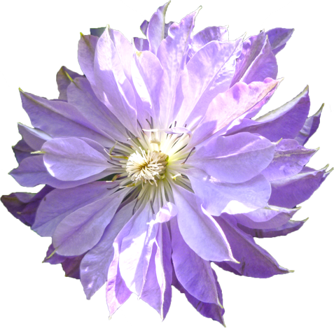 テッセンの花の切抜き画像2