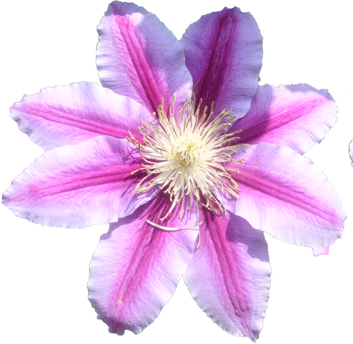 テッセンの花の切抜き画像4