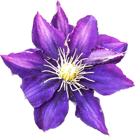 テッセンの花の切抜き画像5