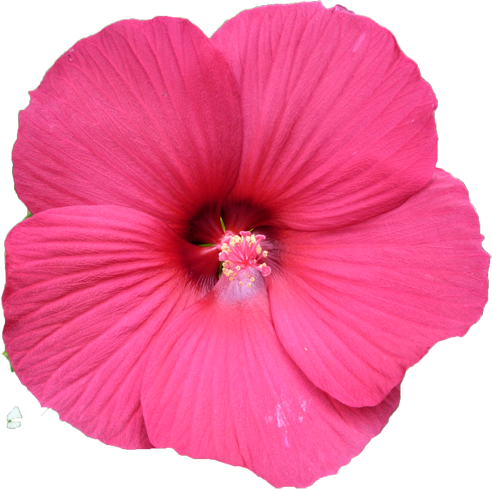 タイタンビカスの花の切抜き画像1