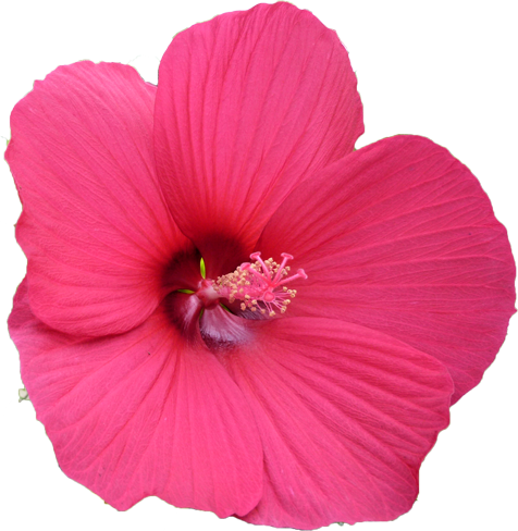 タイタンビカスの花の切抜き画像2