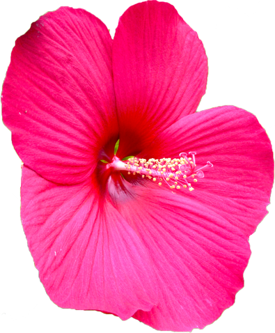 タイタンビカスの花の切抜き画像3