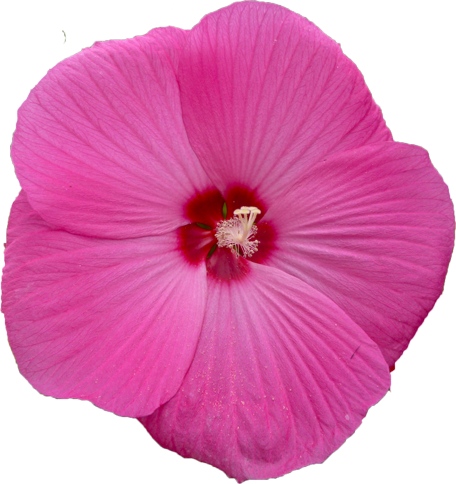 タイタンビカスの花の切抜き画像4