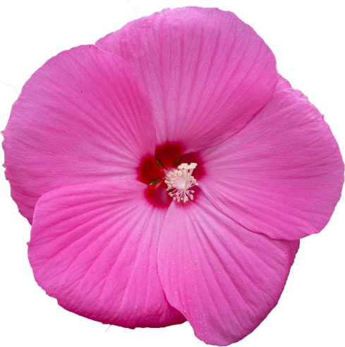 タイタンビカスの花の切抜き画像5