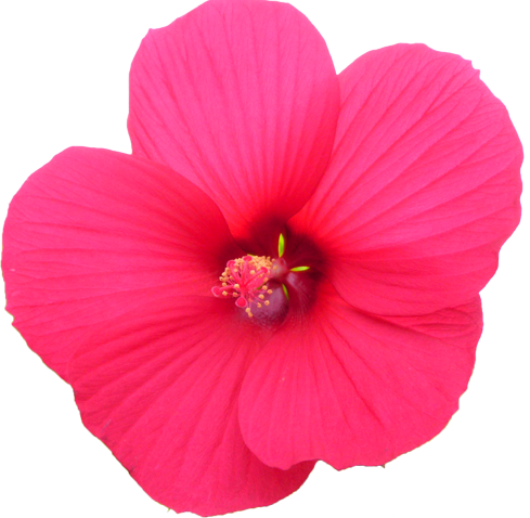 タイタンビカスの花の切抜き画像6