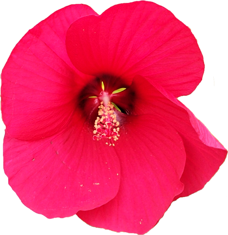 タイタンビカスの花の切抜き画像7