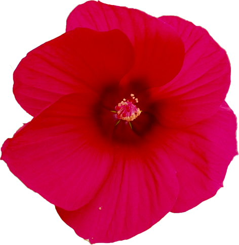 タイタンビカスの花の切抜き画像8
