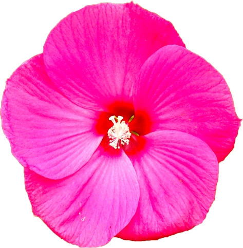 タイタンビカスの花の切抜き画像10