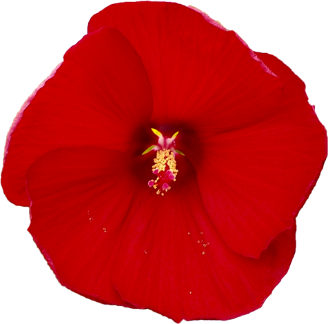 タイタンビカスの花の切抜き（２）画像1