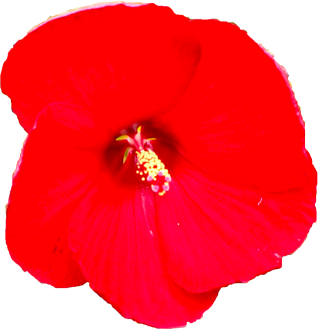 タイタンビカスの花の切抜き（２）画像2