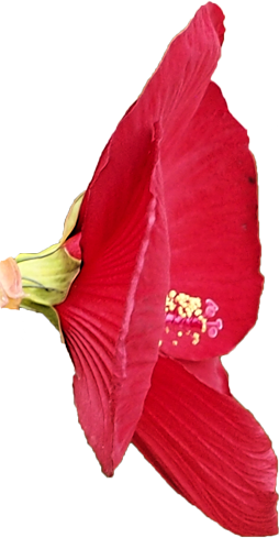 タイタンビカスの花の切抜き（２）画像3