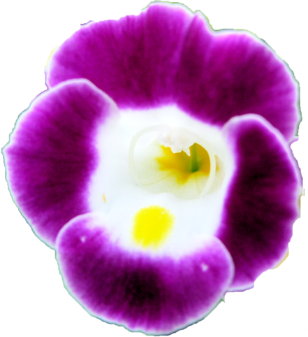 トレニアの花の切抜き画像1