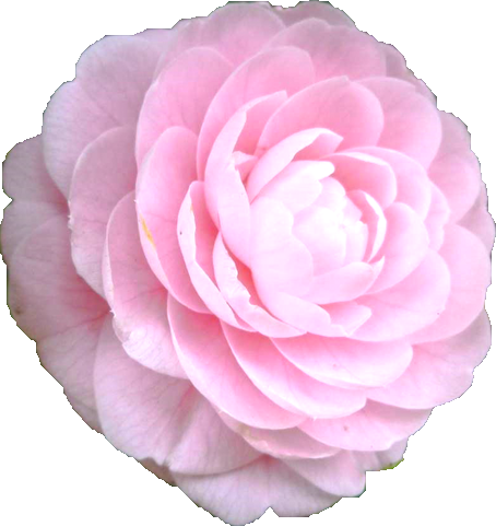 ツバキ（薄いピンク）の花の切抜き画像2