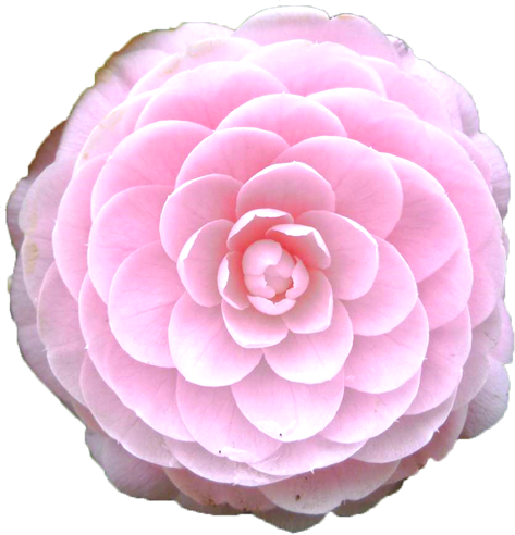 ツバキ（薄いピンク）の花の切抜き画像3