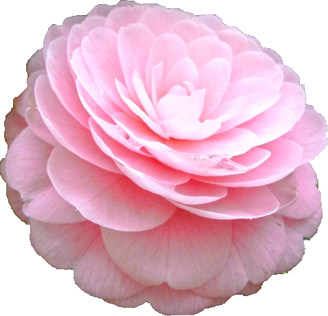 ツバキ（薄いピンク）の花の切抜き画像4